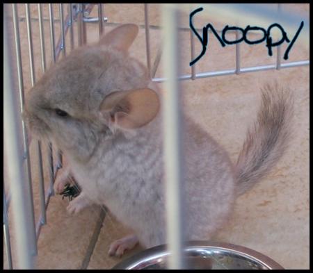 Notre petit chinchilla