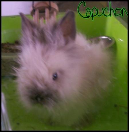 NOtre petit lapin